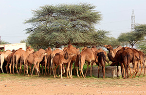 national research center of camel